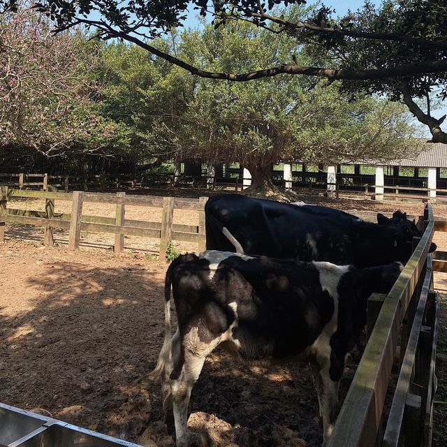 埔心牧場🪵✨可愛療癒動物