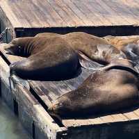 pier 39 sea lions 