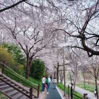 Blossoms at Yangjae River