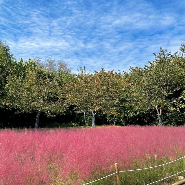 핑크 뮬리의 계절💗올림픽공원에서 만날 수 있어요