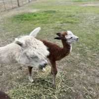 Raynella Alpaca Farmstay