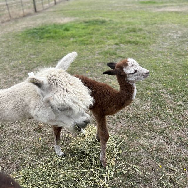 Raynella Alpaca Farmstay
