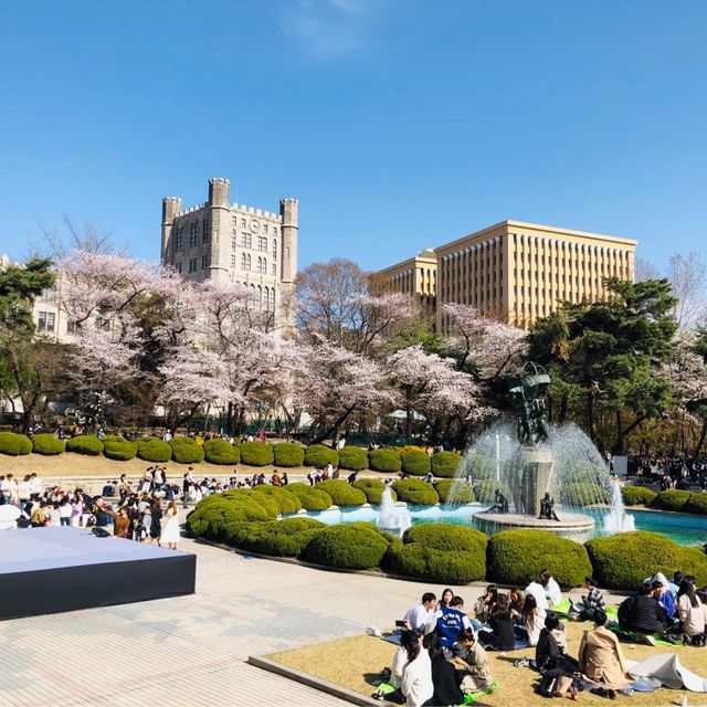 봄이면 개장하는 경희랜드🌸 경희대학교 | 트립닷컴 서울