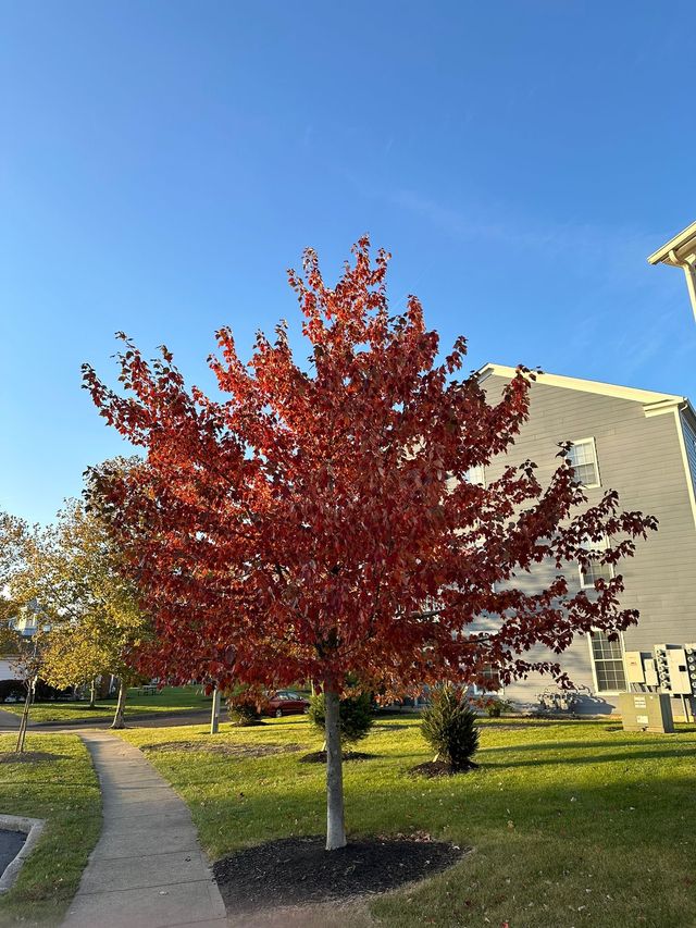 Falls Color - Columbus, Ohio