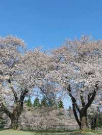 桜並木が見事