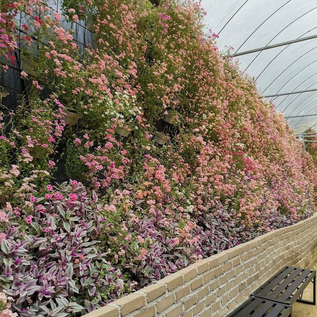 Cameron Highland Floral Park