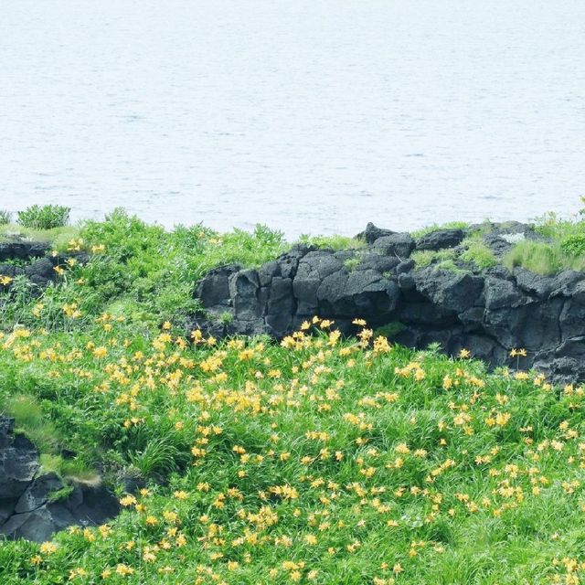 利尻島　エゾカンゾウの群生地