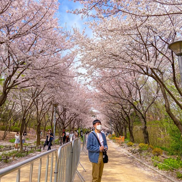 의외로 인파가 적은 벚꽃명소, 서울숲
