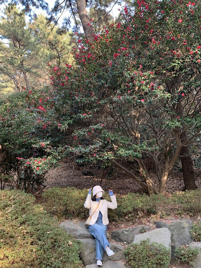 [부산] 동백섬에서 늦은 동백꽃 보기 🌺🌺❤️