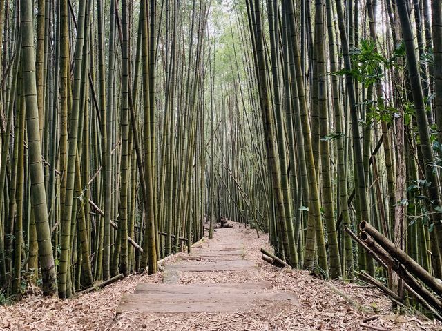 阿里山石棹步道群-茶之道