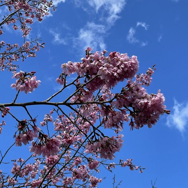台北陽明山單的賞櫻花處