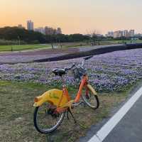Guting Basketball Courts🚴🏻‍♂️🚴🏻‍♀️古亭河濱公園花海🌸🌼