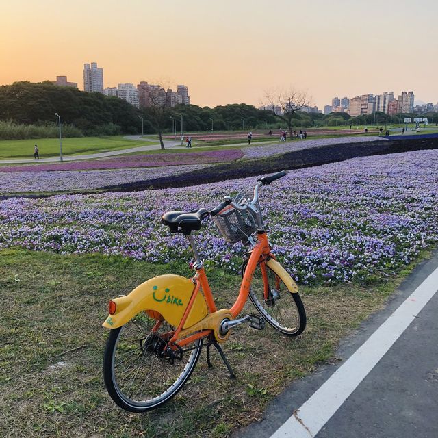 Guting Basketball Courts🚴🏻‍♂️🚴🏻‍♀️古亭河濱公園花海🌸🌼