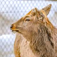 冬の円山動物園のエゾシカ・オオカミ舎