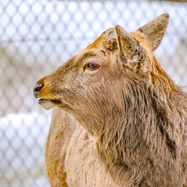 冬の円山動物園のエゾシカ・オオカミ舎