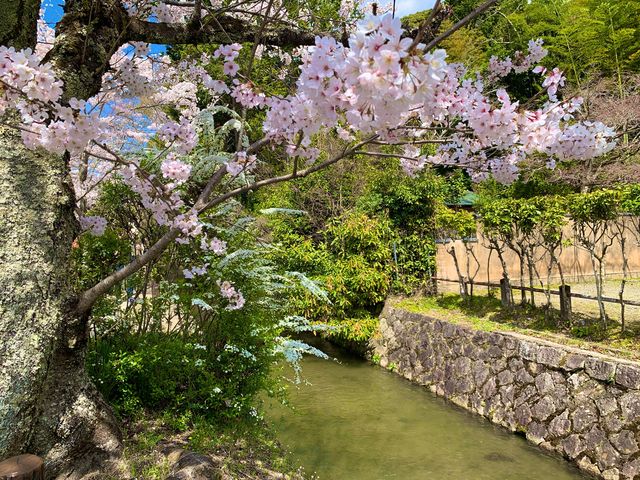 京都　SAKURA 桜めぐり❗️哲学の道の桜に感動❗️
