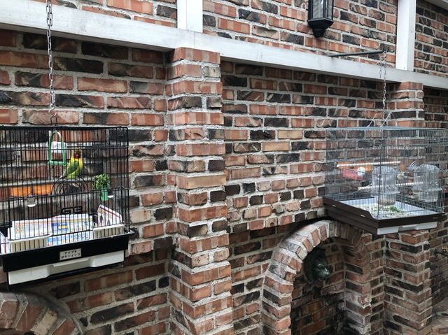 【京都】インコに癒される『イノダコーヒ本店』