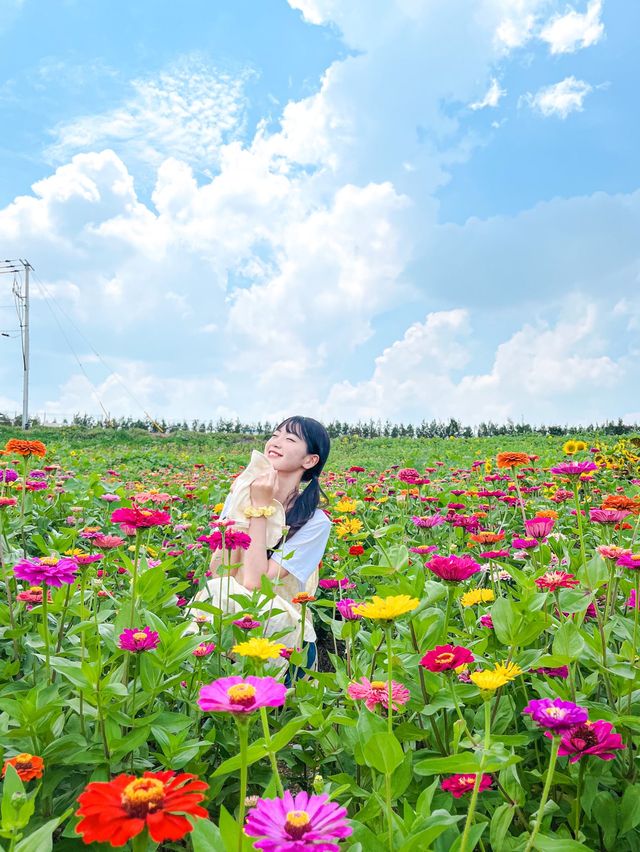 가장먼저 만나본 팜랜드의 해바라기🌻