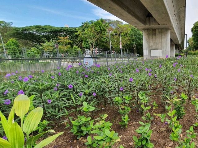 Tampines Naturalised river