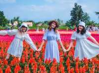 ทุ่งดอกไม้ เชียงใหม่​  I Love Flower Farm แม่ริม