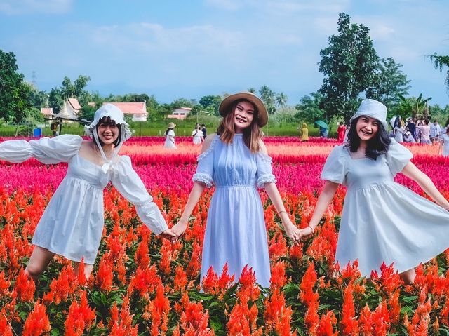 ทุ่งดอกไม้ เชียงใหม่​  I Love Flower Farm แม่ริม