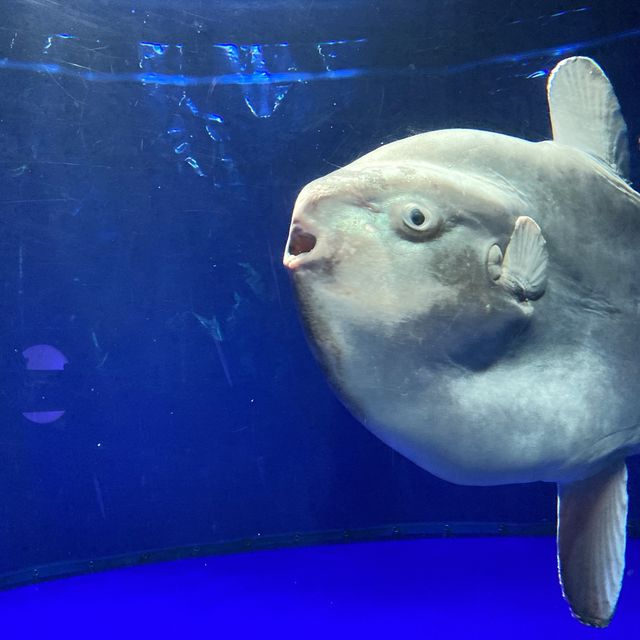 【池袋】サンシャイン水族館