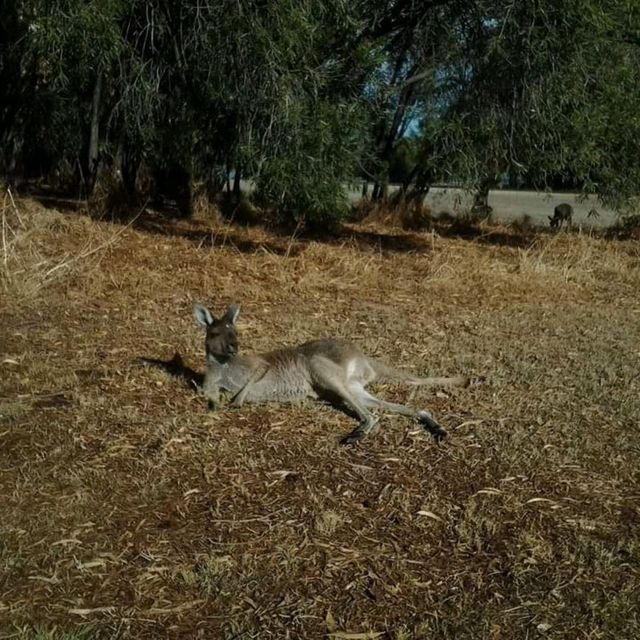 Spot Kangaroos in the Pokémon island