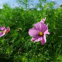 愛知県！花畑が素晴らしい花ひろば