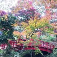 熱海梅園看最美紅葉