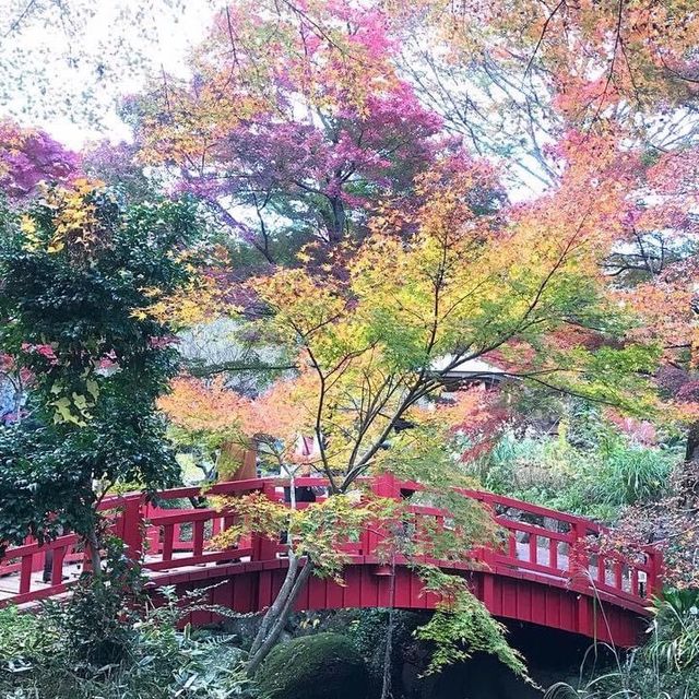 熱海梅園看最美紅葉