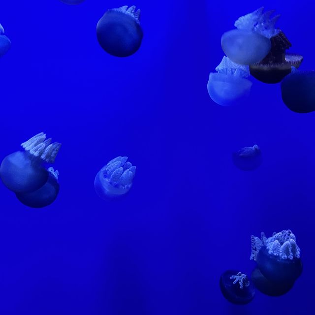 Ocean Park on weekends!