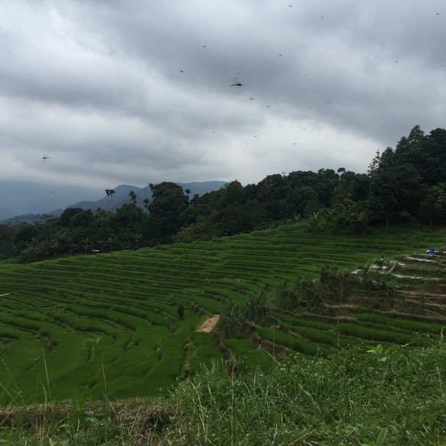 SIBOLANGIT