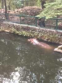 Gembira Loka Zoo