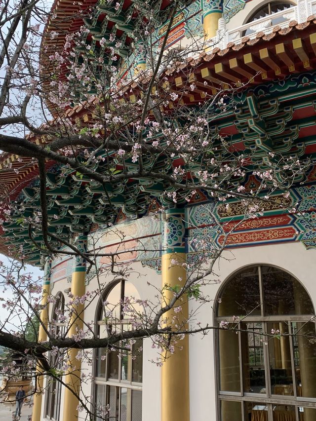 櫻花🌸盛開時｜台北天元宮