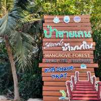 สะพานแดง ชมป่าชายเลน