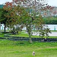 社子島島頭公園，讓人放鬆徜徉在大自然的最佳選擇！