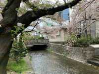 京都　KYOTO SAKURAめぐり！四条通りから南座まで散策してみた！