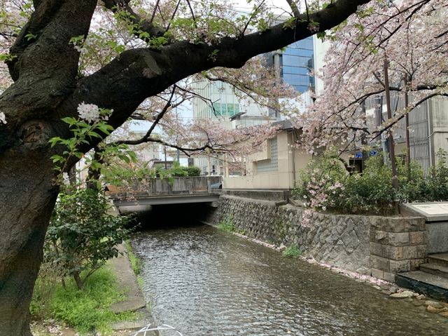 京都　KYOTO SAKURAめぐり！四条通りから南座まで散策してみた！