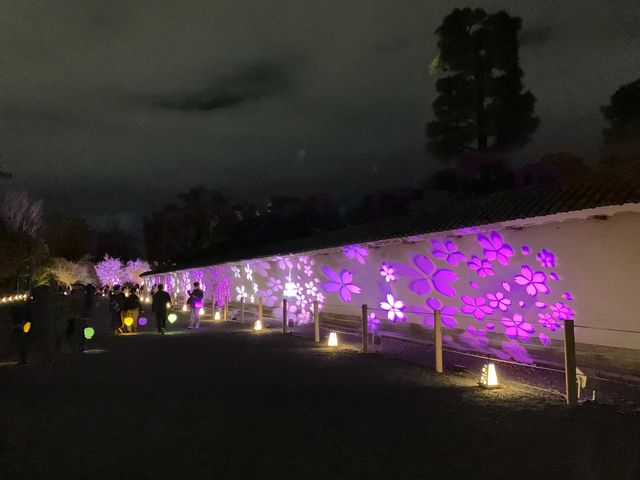 京都　SAKURA 桜めぐり❗️二条城のライトアップされた夜桜に感動❗️