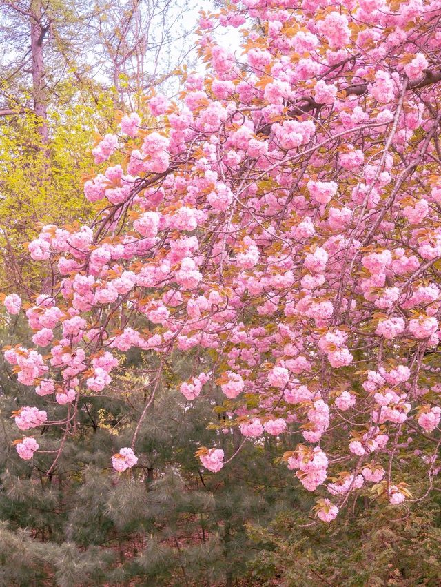 겹벚꽃 명소, 어린이대공원