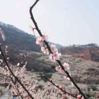 매화가 만개하는 광양매화마을의 풍경🌸
