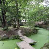 帯広神社夏詣　神秘的な緑の池と花手水🌺