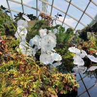 Cloud Forest