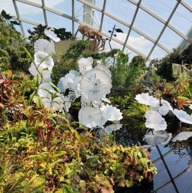 Cloud Forest