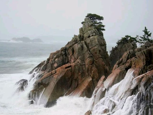 애국가에 나오는 바로 그 소나무해변