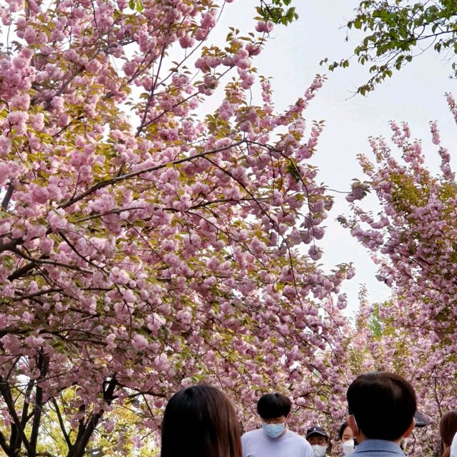 Wansan Park  (full of flower)