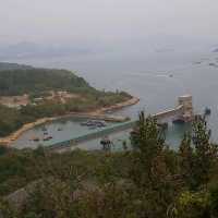 南丫島居民之一蜥蜴