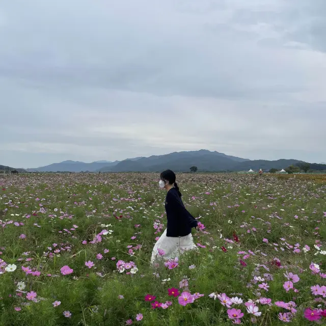 핑크 코스모스, 황화 코스모스가 가득한 경주 분황사 황룡사지 