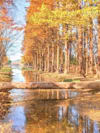 외나무다리 포토존으로 유명한 #천년숲정원 🍁 