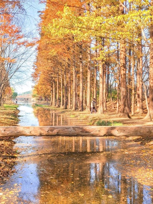 외나무다리 포토존으로 유명한 #천년숲정원 🍁 